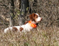 Ruffwood's Algonquin Indigo pointing