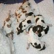 litter of pups