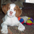 puppy with stuffed balls