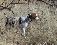 Ranger pointing at 2 yrs. old